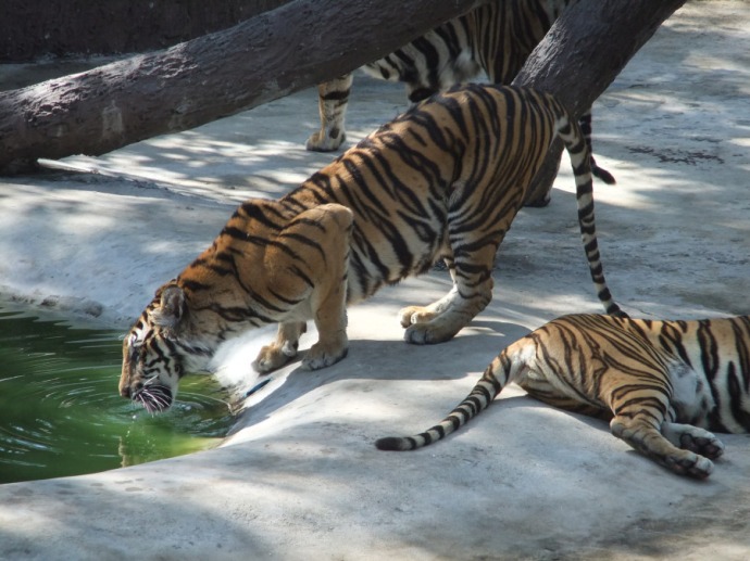 Sirracha Tiger Zoo